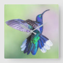 Buscar colibri relojes de pared Tropical