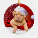 Buscar pitbull casa hogar Lindo