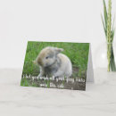 Buscar hare tarjetas Humor