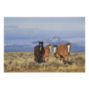 Buscar wyoming fotografía Mamífero