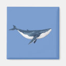 Buscar ballena azul imanes Naturaleza