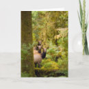 Buscar roosevelt tarjetas Bosque