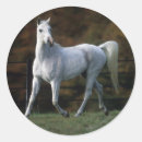 Buscar caballos árabes pegatinas Foto