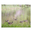 Buscar patos silvestres posters Animales