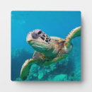 Buscar tortugas placas fotograbadas Océano