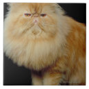 Buscar pelo animal azulejos Vertical