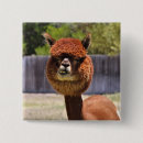 Buscar animal alpaca chapas Humor