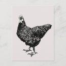 Buscar gallinas postales Animales de granja