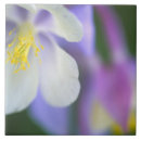 Buscar colorado azulejos Púrpura