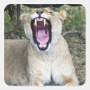Buscar panthera leo Kenia
