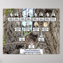 Buscar búho posters Para todos