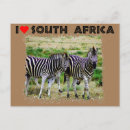 Buscar cebra postales África