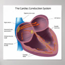 Buscar cardiología posters Cardiólogo