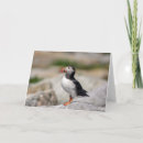 Buscar atlántico tarjetas Océano