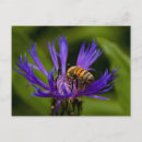 Buscar abeja de la miel postales Jardín