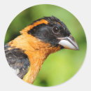 Buscar arbusto redondas pegatinas Pájaro