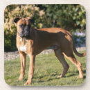 Buscar cervatillo posavasos Perro