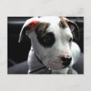 Buscar american bully postales Apbt