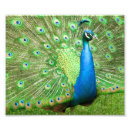 Buscar el apuntalar Pavo real