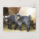 Buscar pigmeo postales Cabra
