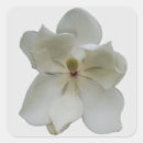 Buscar magnolia blanca pegatinas Sur