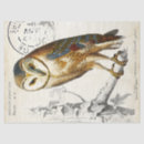 Buscar owl papel de seda Naturaleza