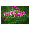 Buscar pequeñas flores blancas posters Naturaleza