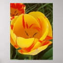Buscar tulipanes hermosos posters General y unisex