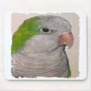 Buscar quaker Loros