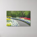 Buscar tulipanes coloridos lienzos Naturaleza