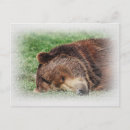 Buscar kodiak postales Oso