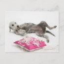 Buscar comportamiento postales Horizontal