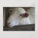 Buscar ganadero postales Animales