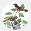 Buscar oriole Ilustracion