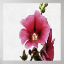Buscar flor celestial posters Rosa