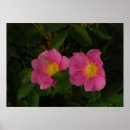 Buscar rosas salvajes posters Floral