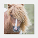 Buscar islas shetland imanes Martin zwick