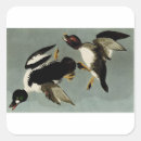 Buscar pato de mar Pájaro