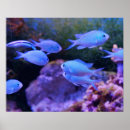 Buscar peces de agua salada posters Mar