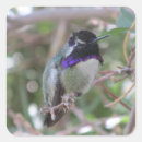 Buscar colibri pegatinas Para todos