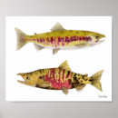 Buscar trucha posters Mosca