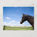 Buscar imágenes de caballos postales 6 º caballito
