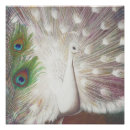 Buscar pavo real blanco posters Pájaro