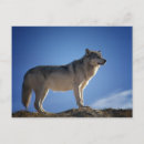 Buscar lobo postales Depredador