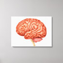 Buscar cerebro humano Partes del cuerpo humanas