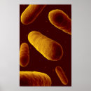 Buscar bioquímica posters Germen