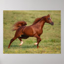 Buscar cola de caballo posters Stallion