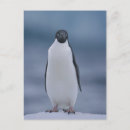 Buscar hielo postales Pingüinos