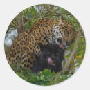Buscar jaguares negros pegatinas Pantera negra