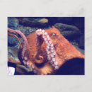 Buscar pulpo lindo postales Octopi